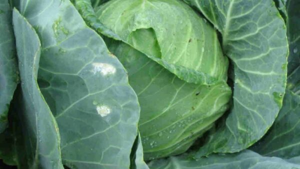 Cabbage Golden Acre Organic Bio