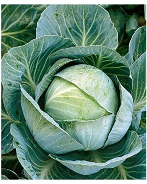 Cabbage KILAZOL Plant