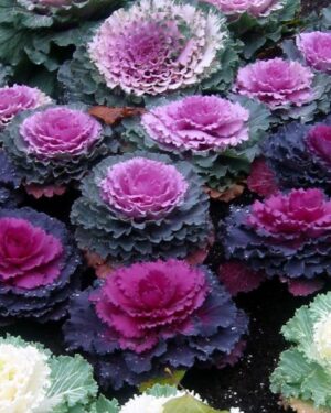 Cabbage Ornamental Mix Organic