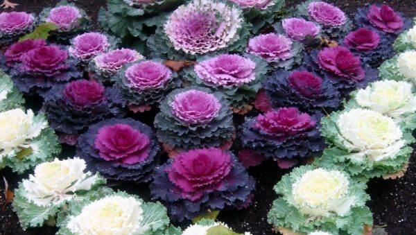 Cabbage Ornamental Mix Organic
