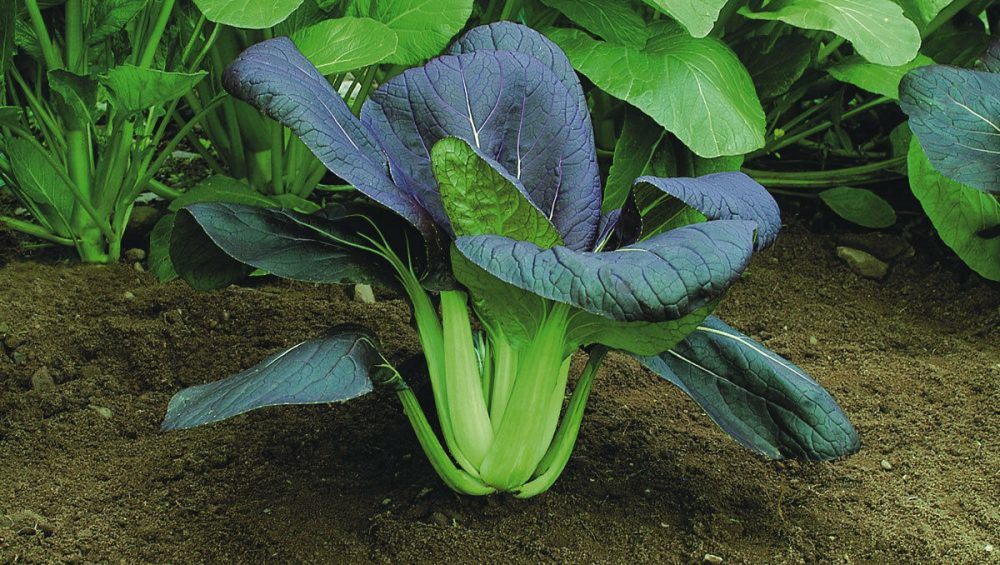 Cabbage Pak Choi Red Chiltern Seeds Direct