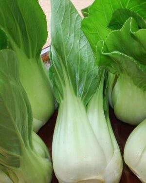 Cabbage Pak Choi White Stem Organic