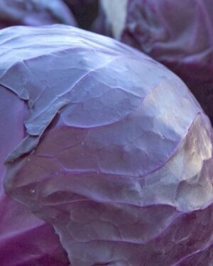 Enriched Cabbage Red Acre