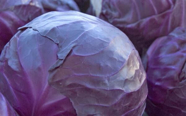 Enriched Cabbage Red Acre