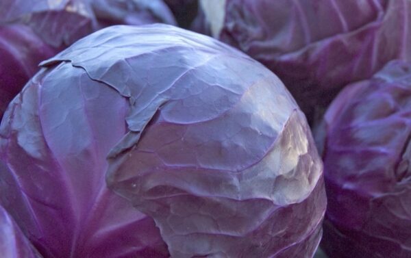 Cabbage Red Acre Organic Seeds