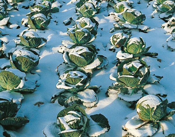 Cabbage Winter Tundra F1