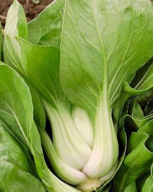 Cabbage – Pak Choi White Stem