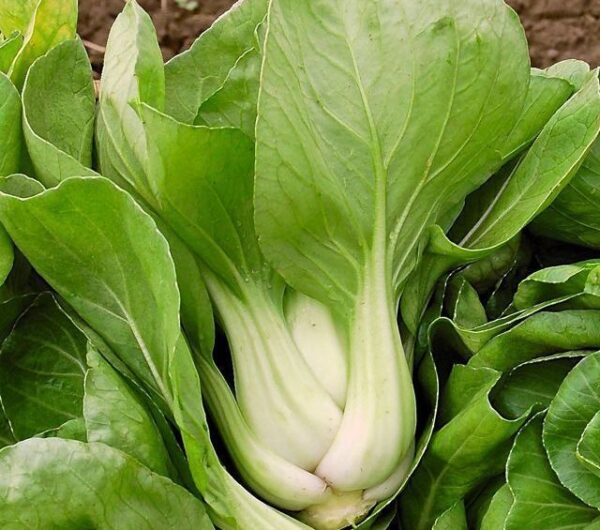 Cabbage – Pak Choi White Stem