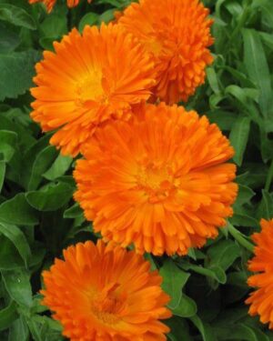 Calendula Orange King Flower