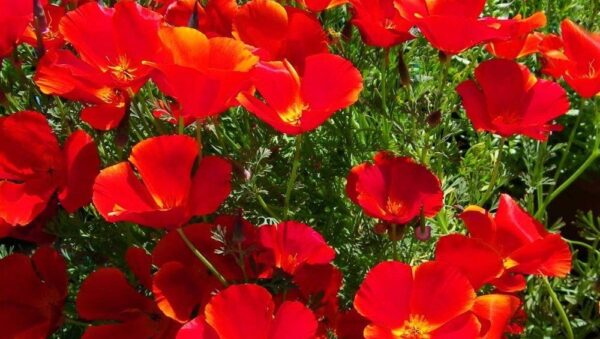 California Poppy Red Chief