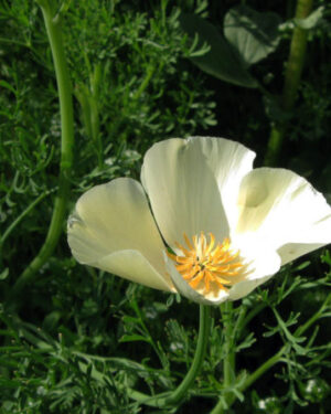 California Poppy White Linen