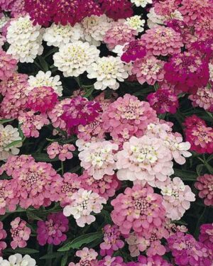 Candytuft Iberis Umbellata Dwarf Fairy Mix