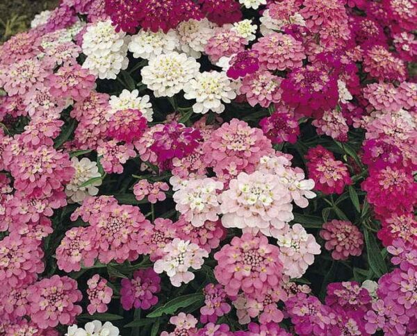 Candytuft Iberis Umbellata Dwarf Fairy Mix