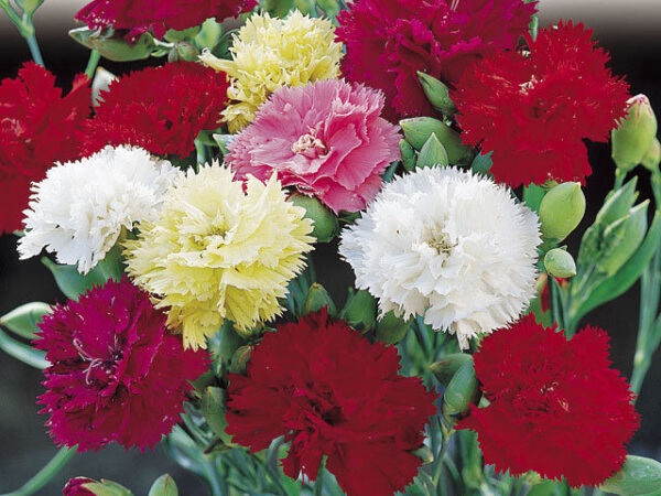 Carnation Chabaud Mixed