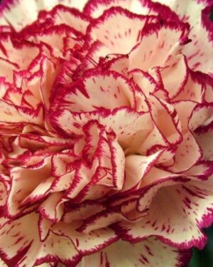 Carnation Double Striped Plant