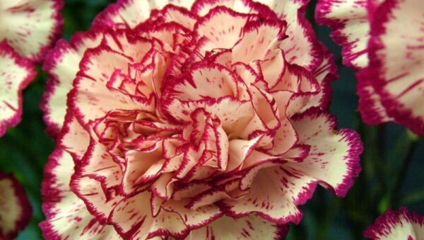 Carnation Double Striped Plant