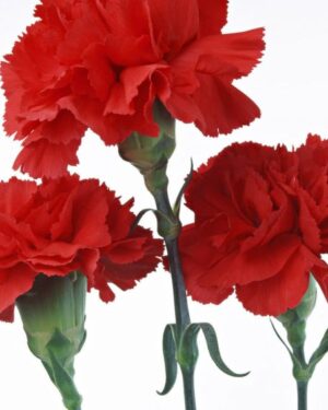 Carnation Scarlet Red Flower