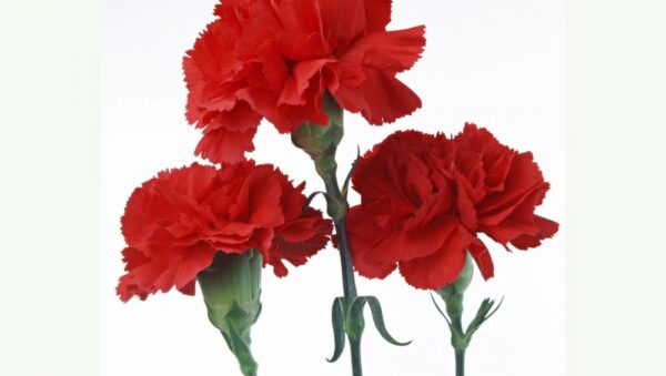 Carnation Scarlet Red Flower