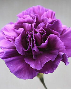Carnation Violet beauty Flower