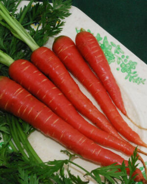 Carrot Atomic Red Seeds