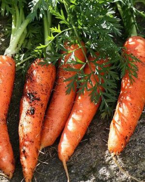 Carrot Berlicum organic Seeds