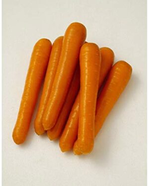 Carrot Maestro F1 Seeds
