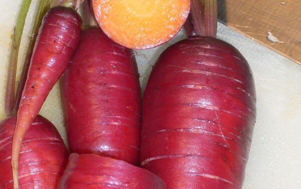 Carrot Purple Dragon Nutrient-rich