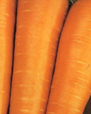 Carrot Royal Chantenay Plants