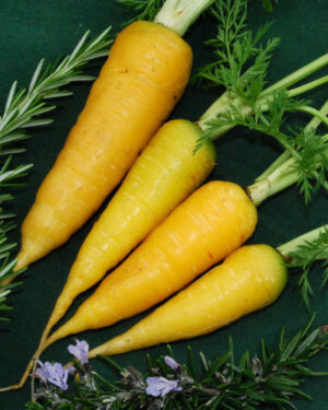 Carrot Solar Yellow-Luminous Flavor