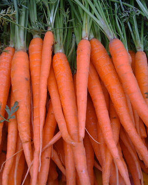 Carrot Tendersweet Charm