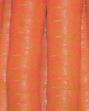 Carrot Touchon Nourishing
