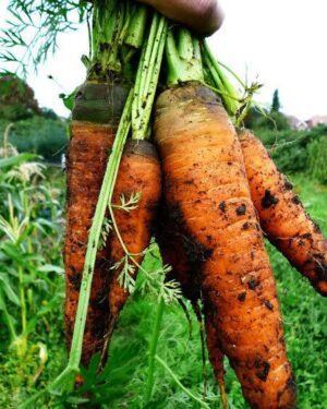 Carrot - Autumn King 2 organic