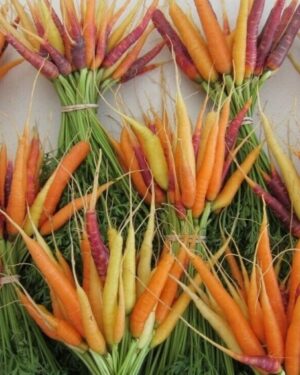Carrot Plant-Rainbow Mix Organic