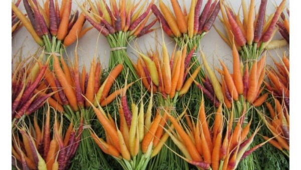 Carrot Plant-Rainbow Mix Organic