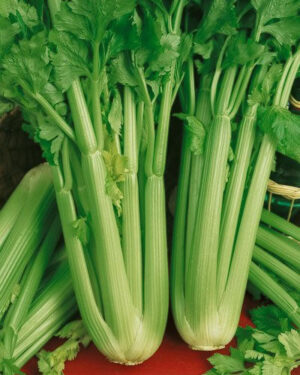 Celery Utah 52-70