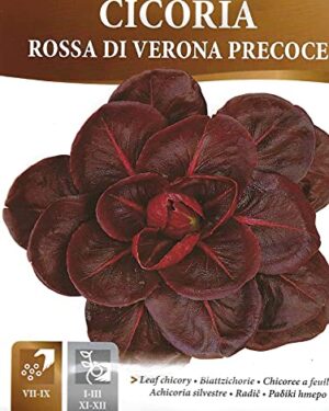 Chicory Rossa DI VERONA PRECOCE