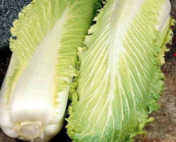 Chinese Cabbage Michihili Superior