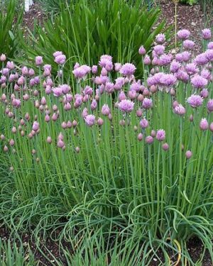 Chives Organic Seeds
