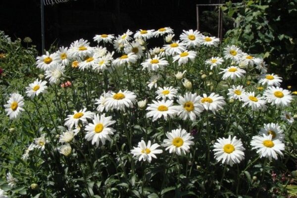 Chrysanthemum Maximum Shasta Daisy