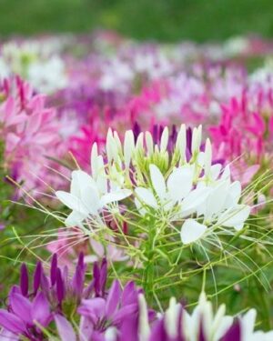 Cleome Spider Plant Cleome New