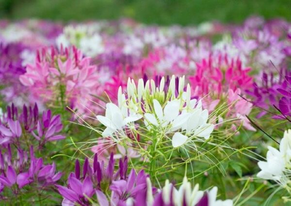 Cleome Spider Plant Cleome New