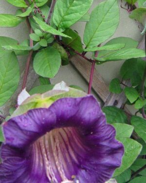 Cobaea Violet Cup And Saucer Plant