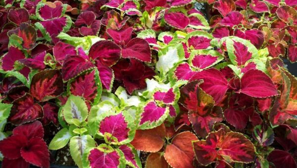 Coleus Rainbow Mixture