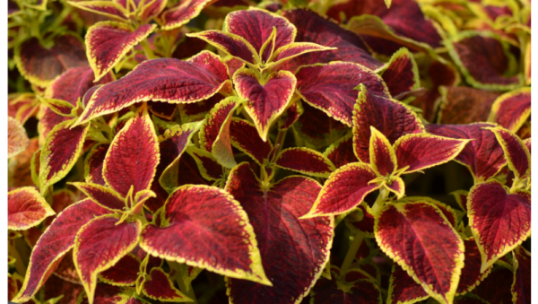 Coleus Wizard Scarlet Plant