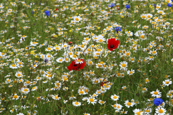 Corn Chamomile Anthems Arvensis Wild Flower