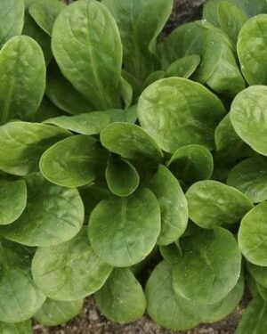 Corn Salad – Vit Lambs Lettuce Organic