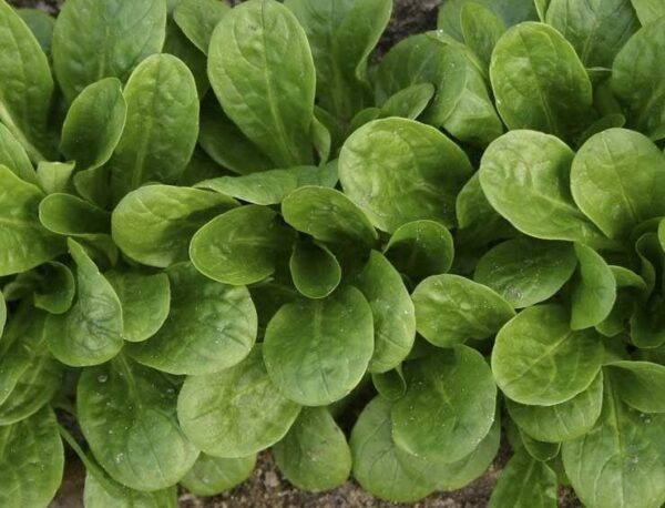 Corn Salad – Vit Lambs Lettuce Organic