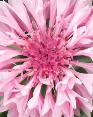 Cornflower Centaurea Cyanus Pink