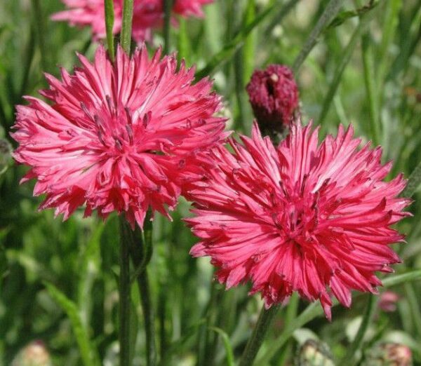 Cornflower Centaurea Cyanus Red