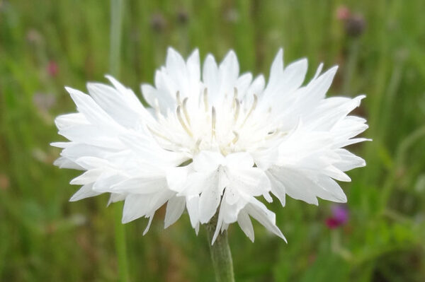 Cornflower Centaurea Cyanus White